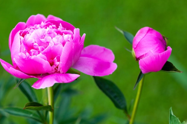 Beautiful blooming pink peonies against a blurred green garden