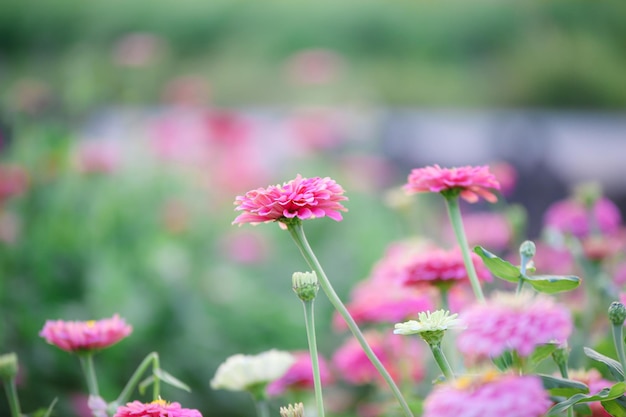 Beautiful blooming pink Zinnia violacea field for background texture.