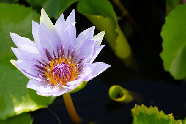 Beautiful blooming purple lotus flower with leaves Waterlily pond