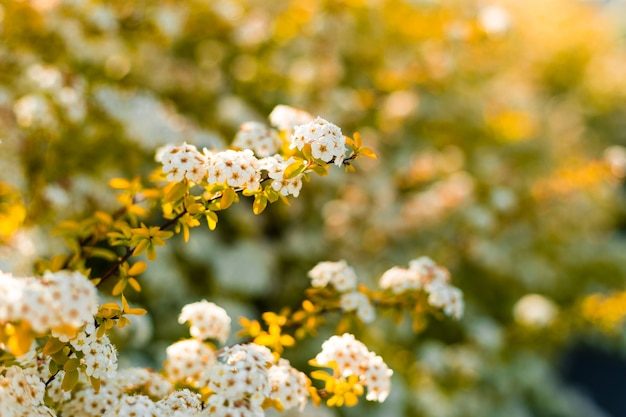 Beautiful blooming small white flowers in sumptuous clusters