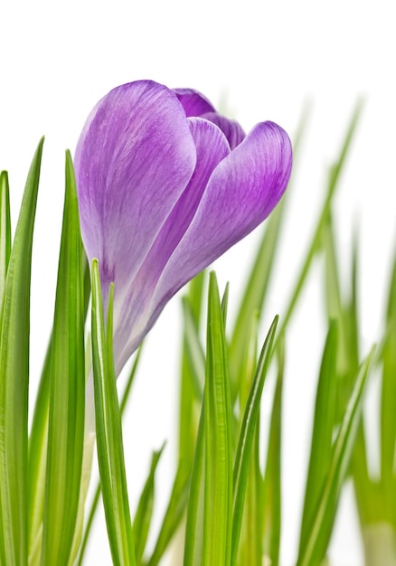 Beautiful blooming spring crocus flower lilac color