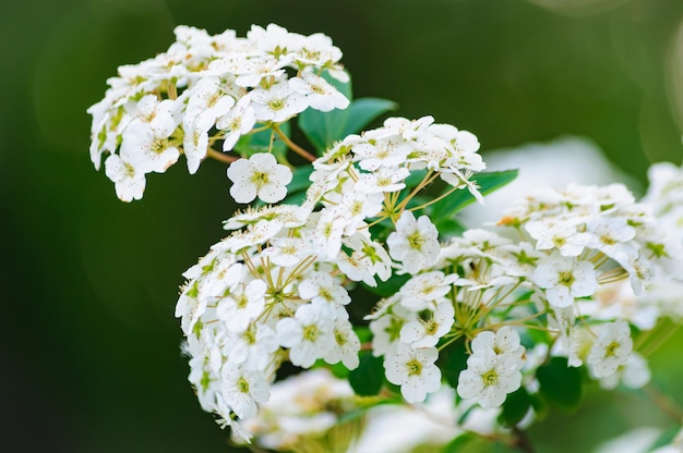 beautiful blooming summer flowers and plants