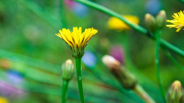 beautiful blooming summer flowers and plants