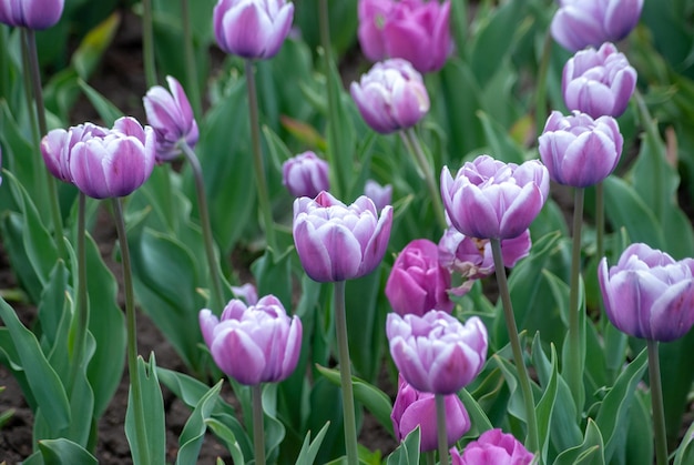 beautiful blooming summer flowers and plants