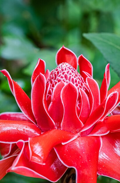 A beautiful blooming Torch Ginger Flower