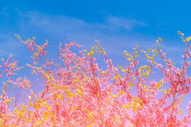 Beautiful blooming tree