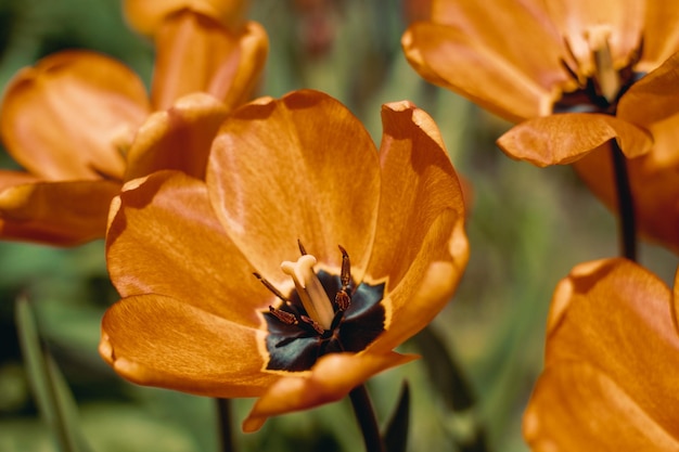 Beautiful blooming tulips in the garden Selective soft focus Toned photo