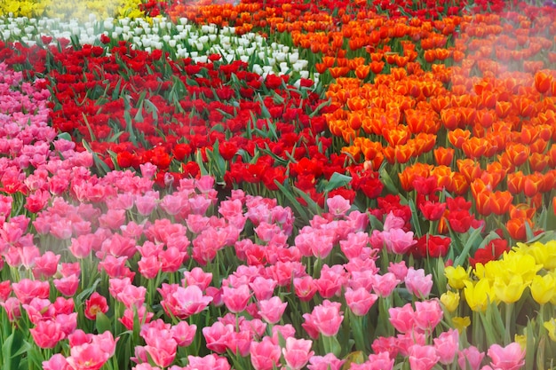 The beautiful blooming tulips in garden. tulips flower close up under natural lighting outdoor