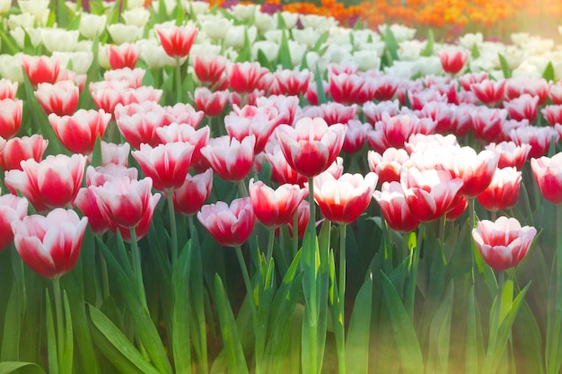 The beautiful blooming tulips in gardentulips flower close up under natural lighting outdoor