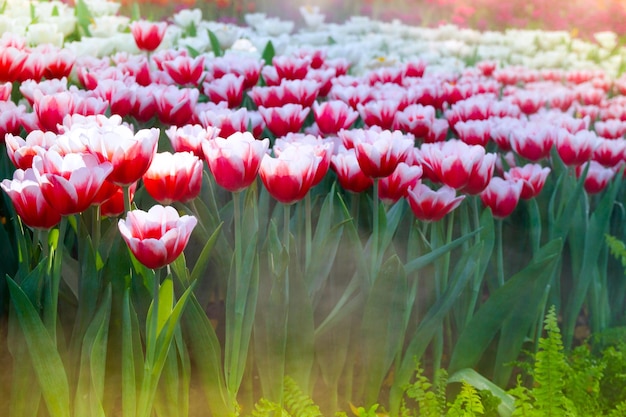 The beautiful blooming tulips in gardentulips flower close up under natural lighting outdoor