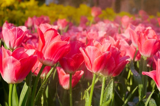 The beautiful blooming tulips in gardentulips flower close up under natural lighting outdoor