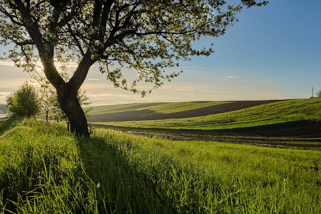 Beautiful blooming of white apple and fruit trees over bright blue sky in colorful vivid ukrainian spring field full of green grass by dawn early light with first sun rays fairy heart of nature