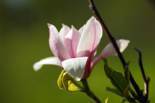 Beautiful blooming of white magnolia in the park in the spring. In botanical garden blossom magnolia. Close-up