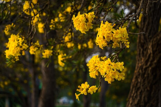 Beautiful blooming Yellow Golden trumpet tree or Tabebuia are blooming with the park in spring day in the garden and sunset blue sky background in Thailand