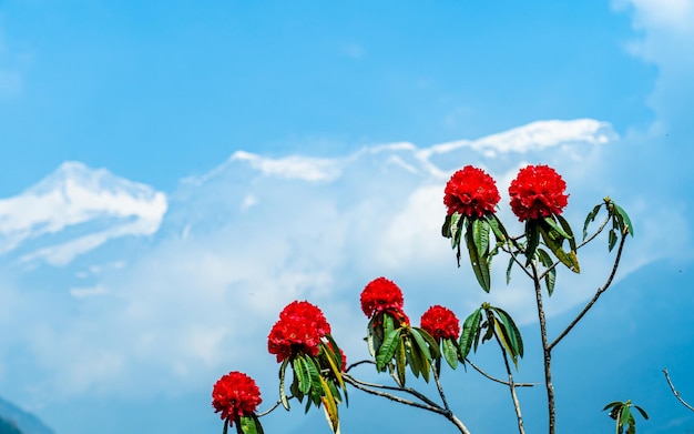 beautiful blossom red color rhododendron flower at Nepal