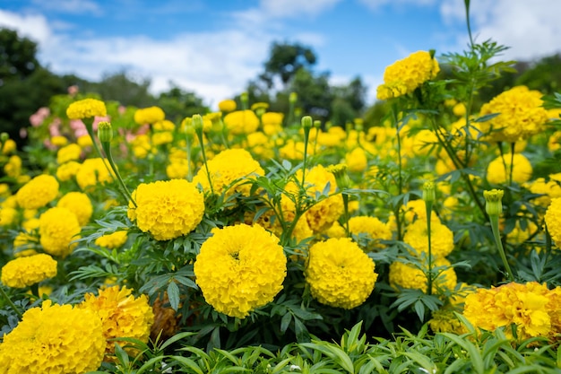 Beautiful blossom tagetes erecta or marigold at field against blue sky.