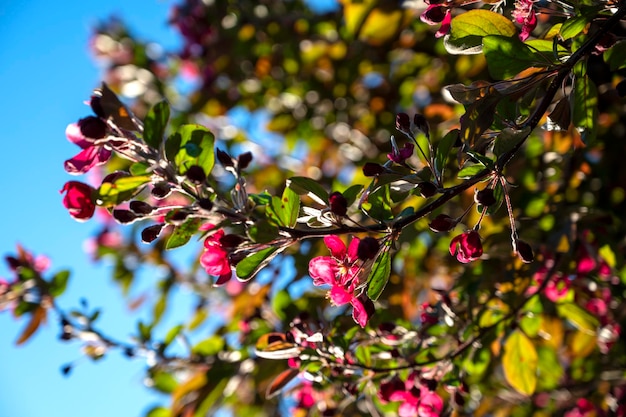 Beautiful blossoming apple tree. Spring branches of apple tree. Floral seasonal Easter background.