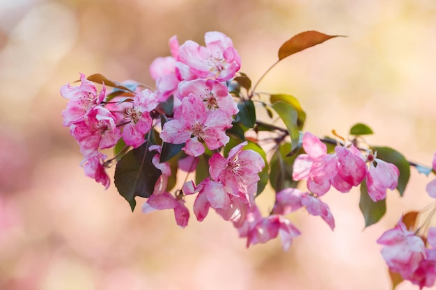 Beautiful blossoming branch of pink cherry tree