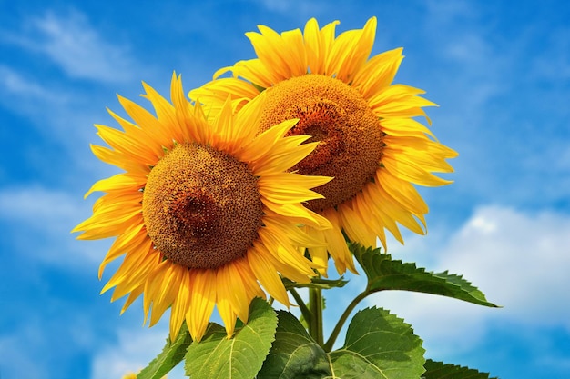 Beautiful blossoming sunflowers with blue sky in the background Traditional concept for summer and flowers