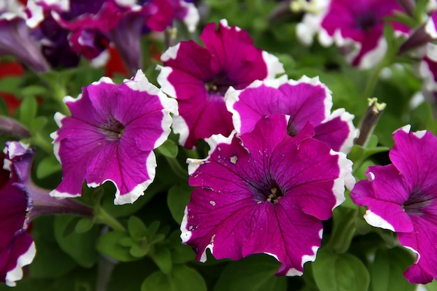 Photo beautiful blossoming violet white petunia flower