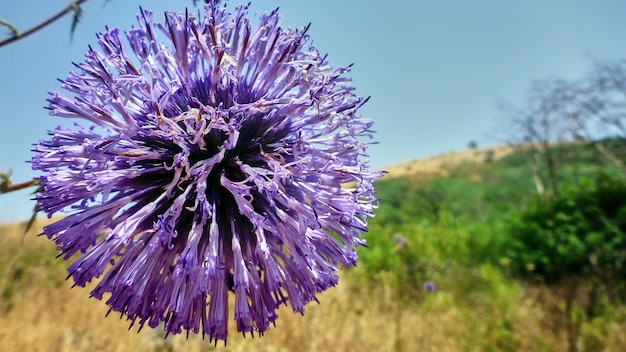 Beautiful blue bur in the desert. Israel