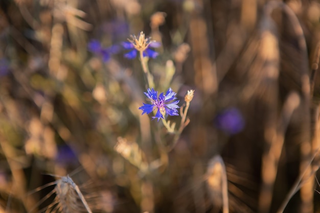 Beautiful blue Centaurea growing on the edge of a frield between other summer field plants.