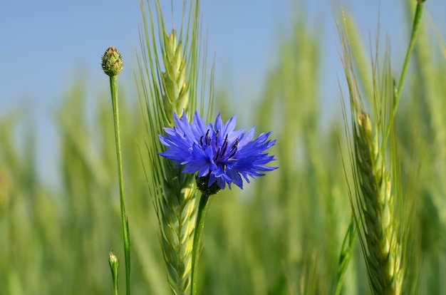 Beautiful blue cornflower in the field