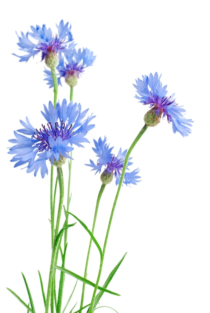 Beautiful blue cornflower flowers