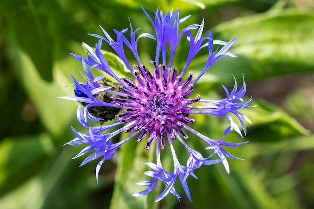 Beautiful blue Cornflower ordinary blue. Concepts of farming. Flower closeup