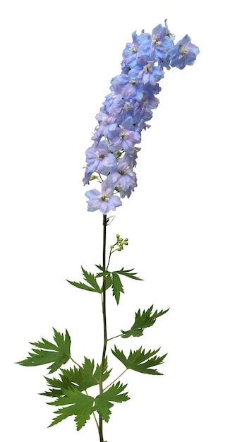 Beautiful blue delphinium flower isolated on white background Flat lay top view Floral pattern object Nature concept