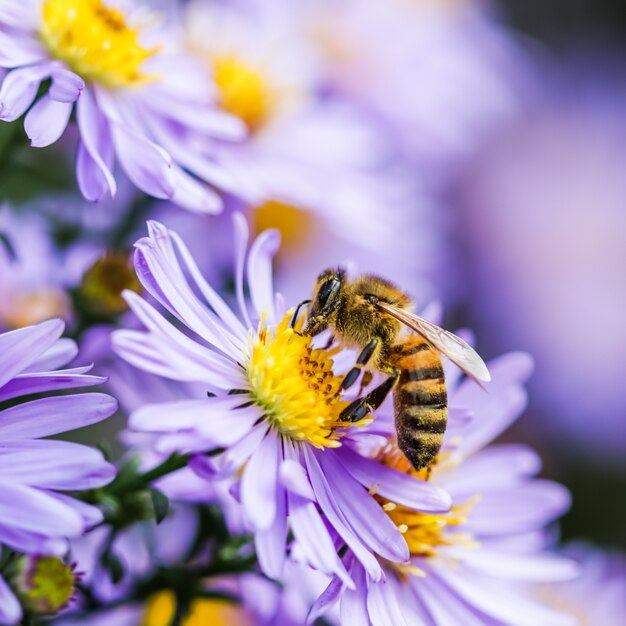 Beautiful blue flowers sapphire mistaster dumosus with a bee in autumn garden