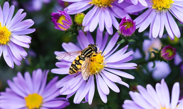 Beautiful blue flowers sapphire mistaster dumosus with a bee in autumn garden