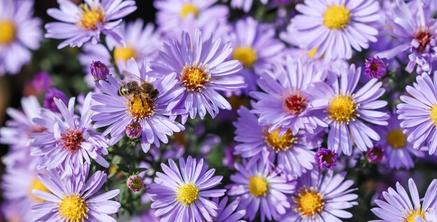 Beautiful blue flowers sapphire mistaster with a bee in autumn garden