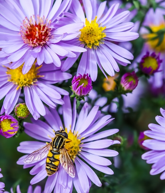 Beautiful blue flowers sapphire mistaster with a bee in autumn garden