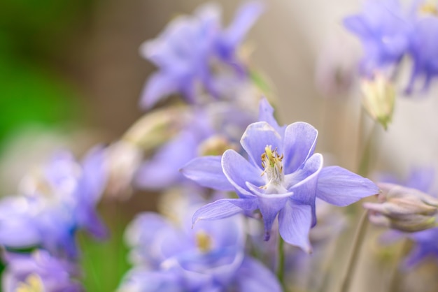 Beautiful blue flowers in the spring garden against green plants.