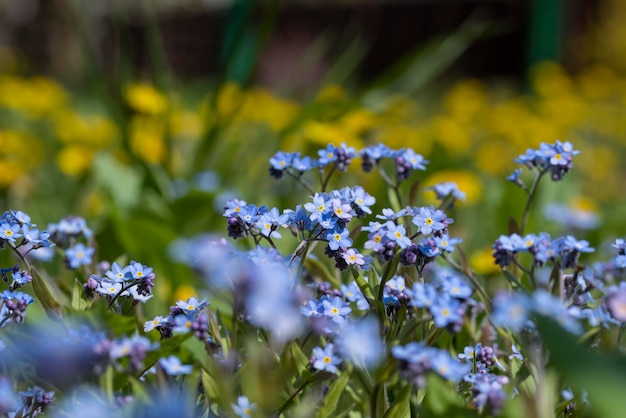 Beautiful blue flowers in the spring season