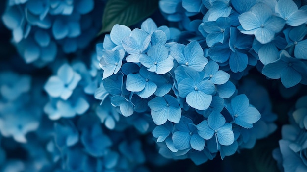 Beautiful Blue Hydrangea Flowers in Garden