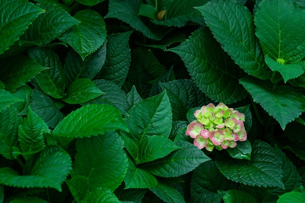 Beautiful blue hydrangea or hortensia flower 