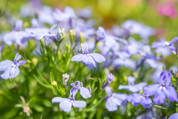 Beautiful blue lobelia flower close up in garden