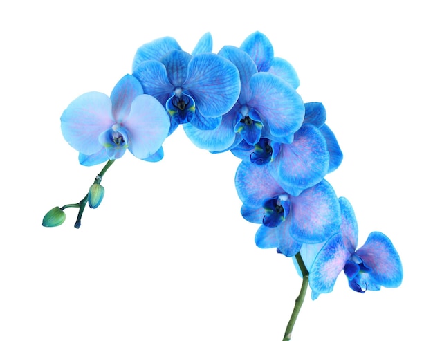 Beautiful blue orchid flower isolated on white background