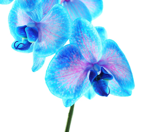 Beautiful blue orchid flower isolated on white background