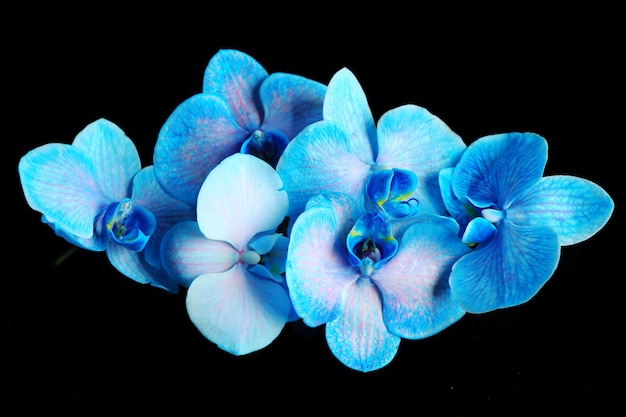 Beautiful blue orchid flowers on dark background