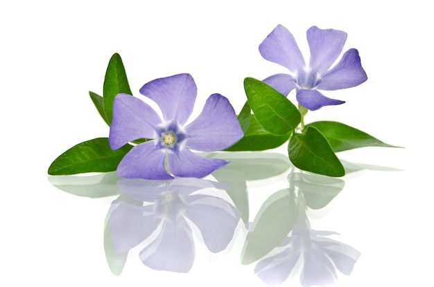 Beautiful blue periwinkle isolated on white