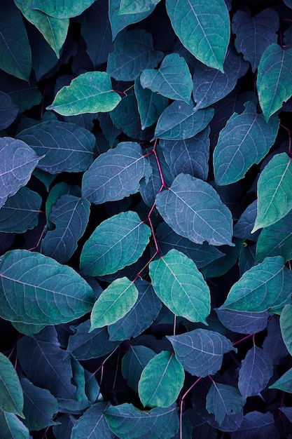 beautiful blue plant leaves in wintertime, blue background