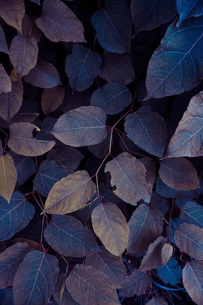 beautiful blue plant leaves in wintertime, blue background