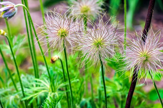 Beautiful blue primrose flowers spring flowers primrose Pulsatilla patens in Latin