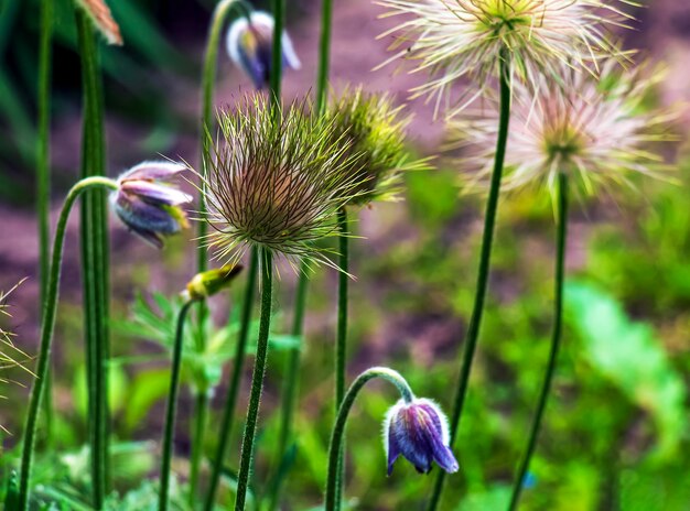 Beautiful blue primrose flowers spring flowers primrose Pulsatilla patens in Latin