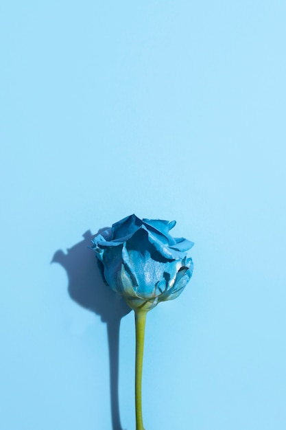 Beautiful blue rose with stem