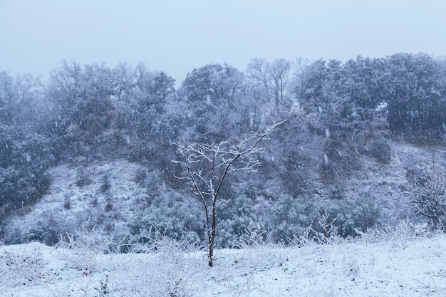 Beautiful blue scenery of a park covered with snow