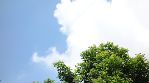 Beautiful Blue sky and cloud Natural Big tree